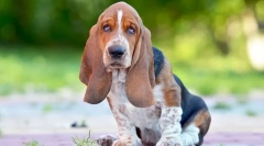 Nejvíce tvrdohlavost plemen psů - fotky a popis