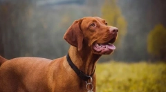 Nejvíce zdravých plemen psů podle veterinářů