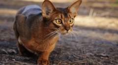 Nejhorší kočky: 5 agresivních plemen