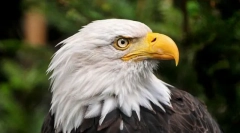 Nejoblíbenější zvířata