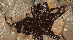 Nejdelší mořský červ