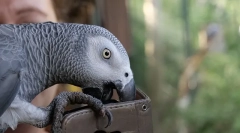 Světový nejchytřejší parrot alex, top 10 smart plemena
