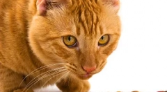 Vyvážená výživa cat