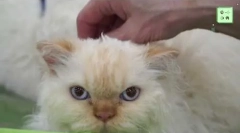 Selkirk rex - cat plemeno