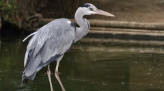 Gray heron