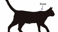 Vážné: antoon kočka