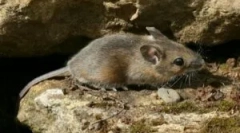 Mřížky na ochranu domu od hlodavců