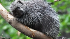 Severní američan dike