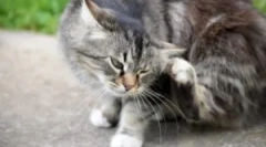 Blecha a roztočové šampony pro kočky