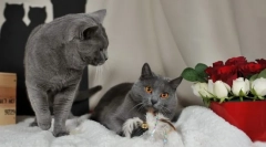 Charty cat (fotografie): oblíbená francouzština ne
