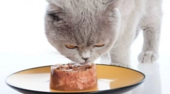 Sheba cat feed: veterinární informace a podrobný přehled