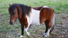 Shetland pony