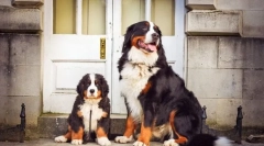 Štěňata bernsky zennenhund (fotografie): vlastnosti péče a vzdělávání