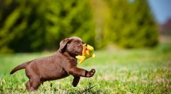 Labrador štěňata (fotografie): pravidla péče a vzdělávání