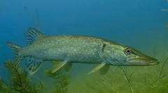 Štika