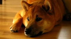 Shiba