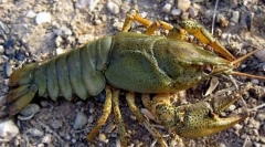 Širokooký rakovina řeky