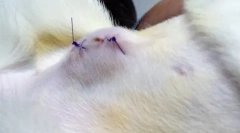 Bump na břicho kočky po sterilizaci: stojí za to znepokojující