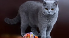 Čokoláda britové: mimmician plyšové kočky