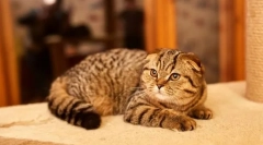 Scottish fold cat (scottish fold)