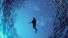 Hluk člověka zabíjí ryby