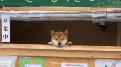 Siba iu: japonský pes s úsměvem