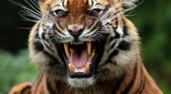 Síla zvířat kousnutí