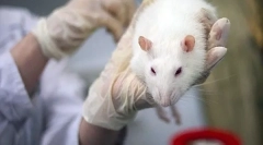 Symptomy a léčba mykoplazmózy u potkanů ​​než nebezpečné onemocnění