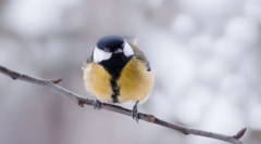 Sit