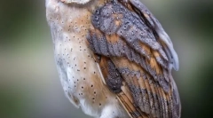 Sipuha