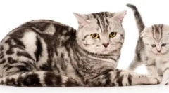 Systém chovných orgánů