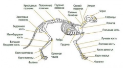 Kostra