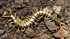 Skolendra
