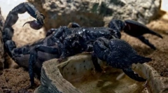 Scorpio black