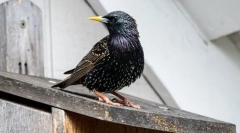 Skzorets - bird mock