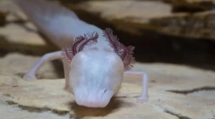 Spící salamander - nejvyšší dravec podzemní vrstvy texasu