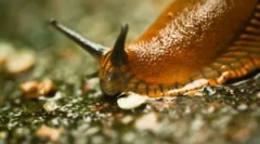 Slug: kdo jsou to, co vypadají a škodliví?