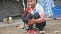 Slon kuřata ha dong tao