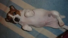 Psí pas: jak a pro to, co dělá razítko