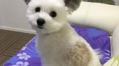 Pes gawa s ušima jako cheburashka