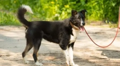 Pes nechce chodit: příčiny a způsoby, jak vyřešit problém