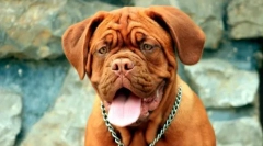 Brachicephali psi: seznam plemen a doporučení pro majitele