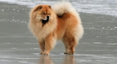 Psi chow-chow plemene (foto): honorysý domácí lva