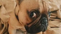 Ruské hvězdy psi: oblíbené domácí zvířata