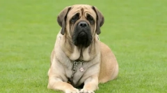 Skládací psy: hodnocení vrásek