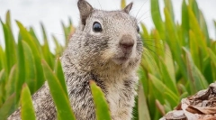 Obsah v chipmunku doma