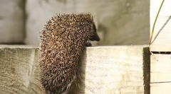 Hedgehog obsah v domě