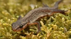 Obsah obojživelných domů