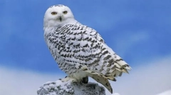 Owl polar