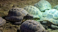 Hibernace želvy jako zimní želva